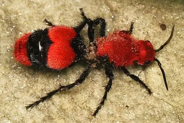 Red and black stipped hairy bug