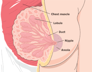 What are breast made uot of