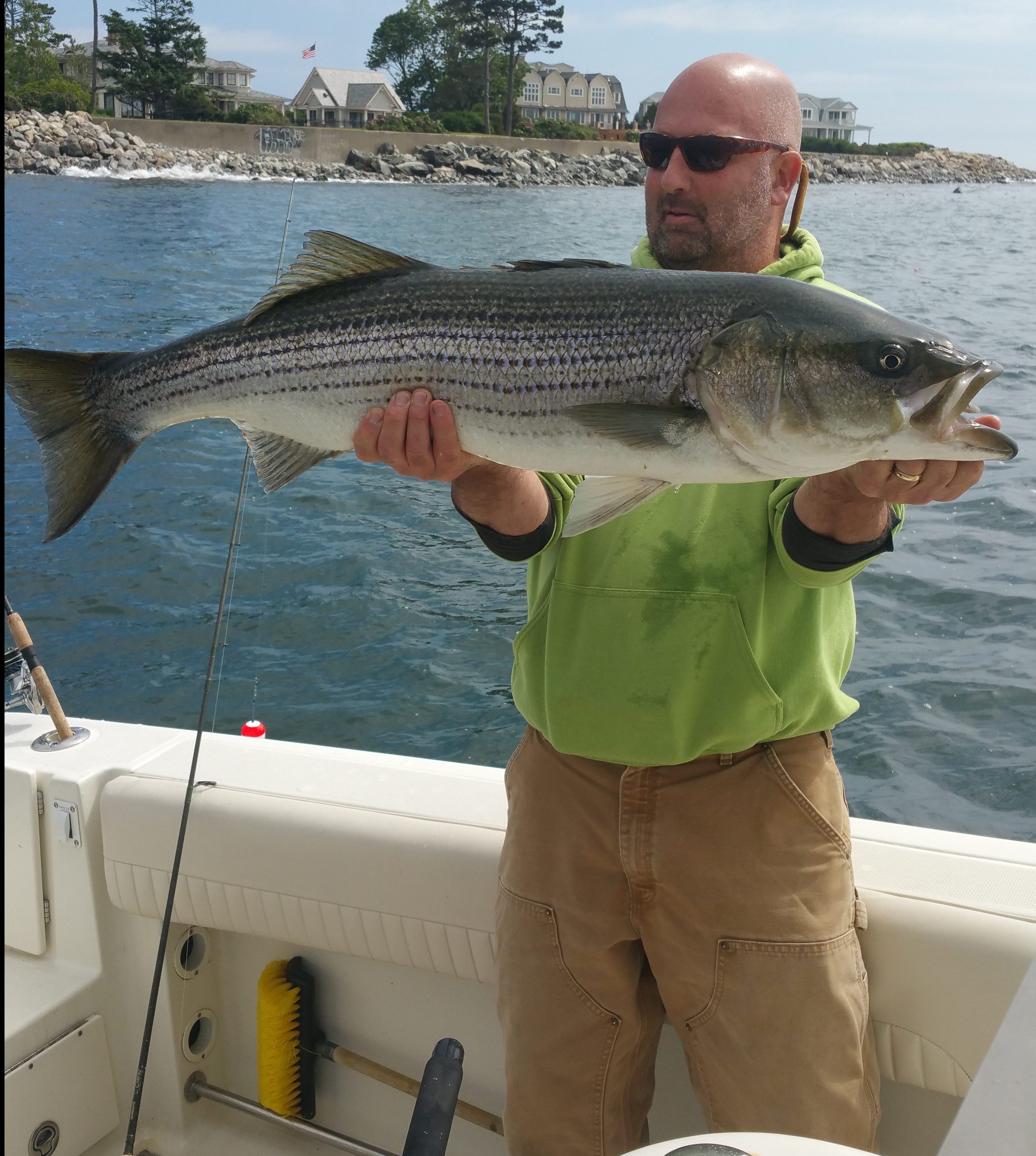 Striped bass report for n h