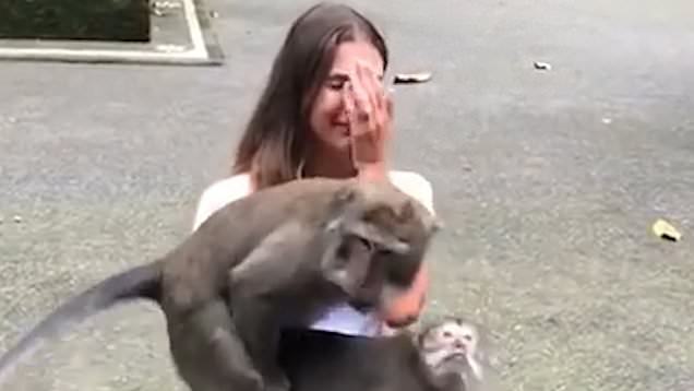 Monkey man and woman sex
