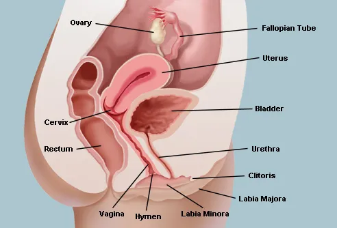 Urethra vulva itching discharge