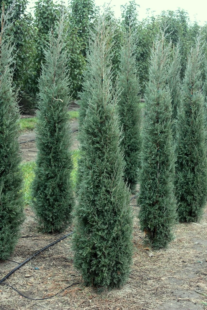 Tall evergreen shrubs juniper