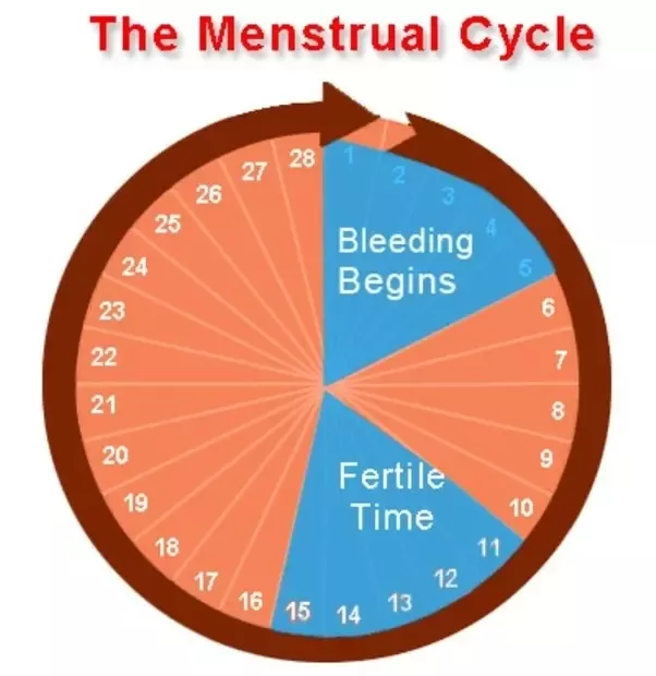 Sex after your period ends