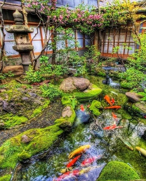 Japanese garden with koi pond