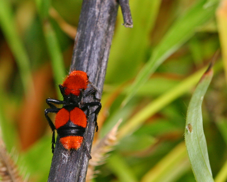 Red and black stipped hairy bug