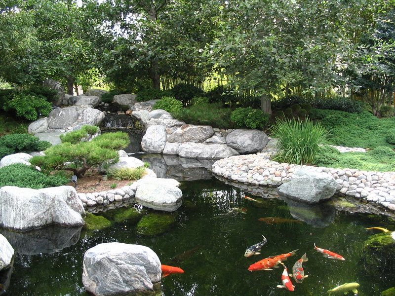 Japanese garden with koi pond