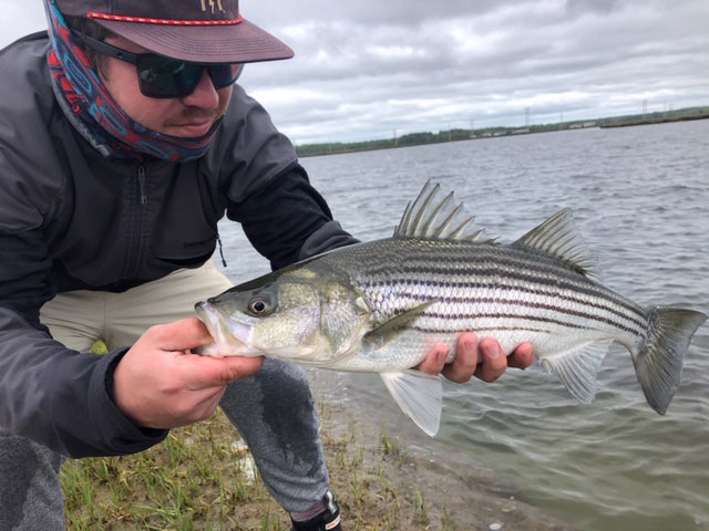 Striped bass report for n h