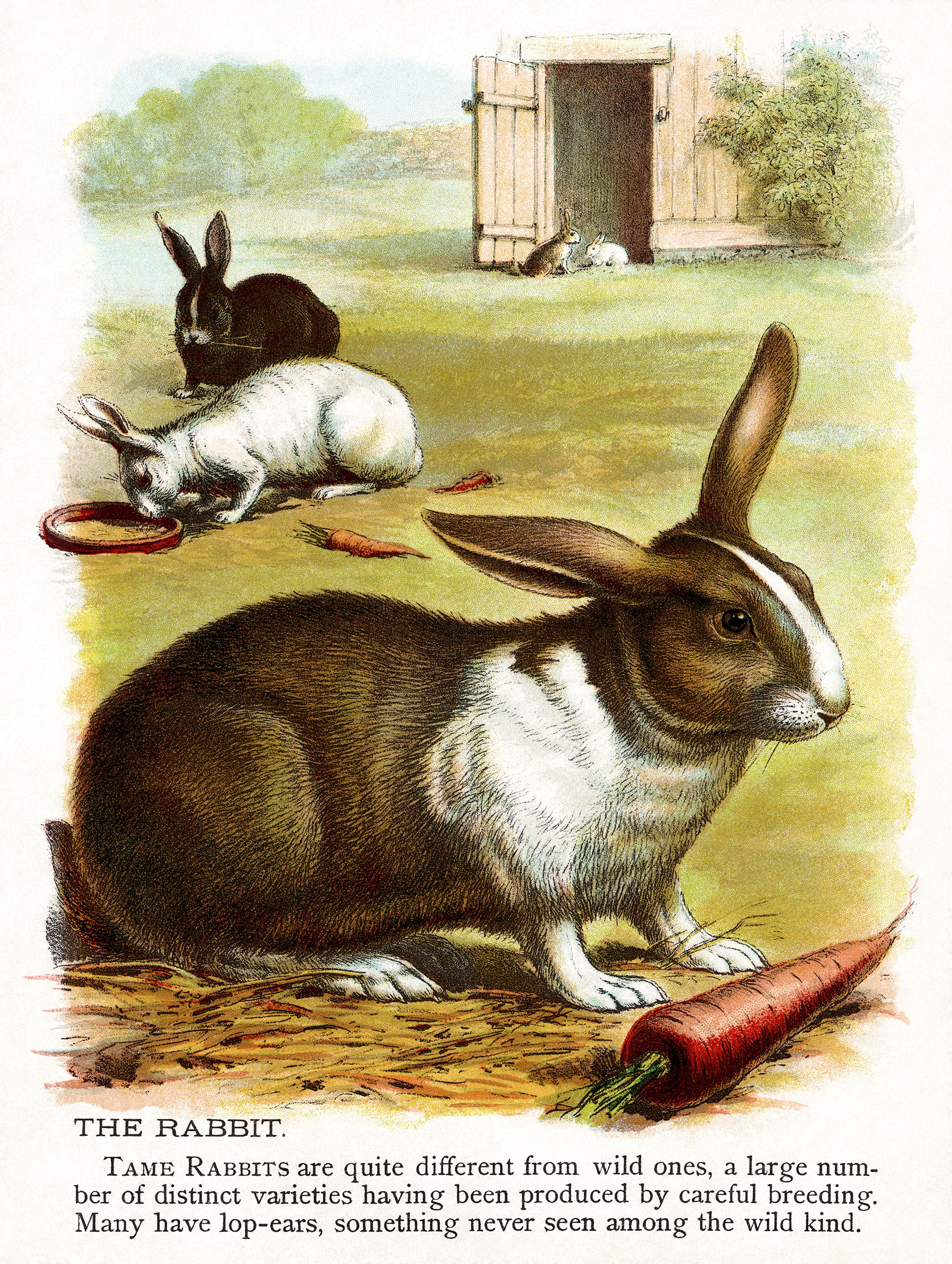 Clip free of vintage rabbits art